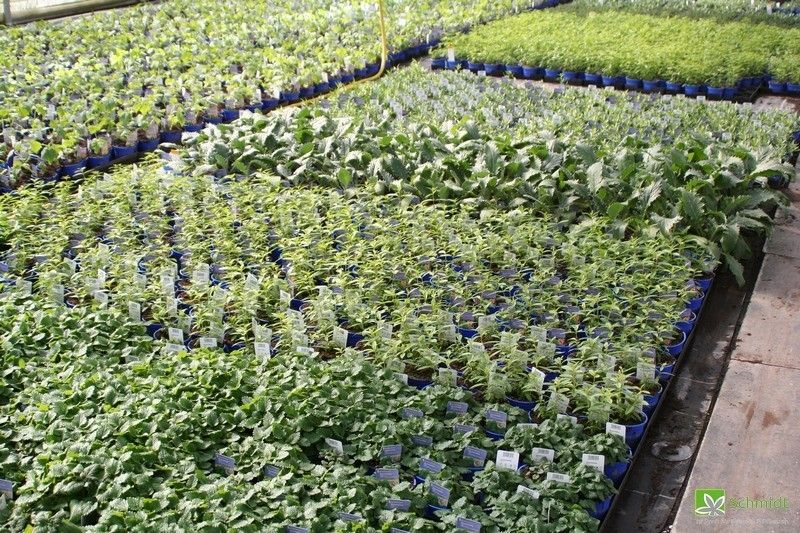 Schmidt - Ihr Profi für Floristik und Blumen - Gemüsepflanzen Produktion bei Blumen Schmidt