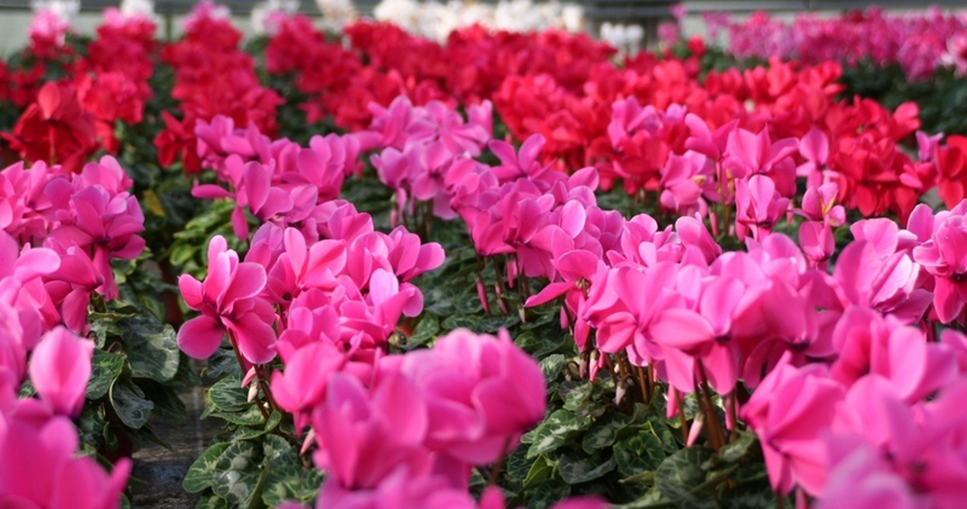Schmidt - Ihr Profi für Floristik und Blumen - Grüne Gärtnerei - damit es in Ihrem Garten und Haus blüht