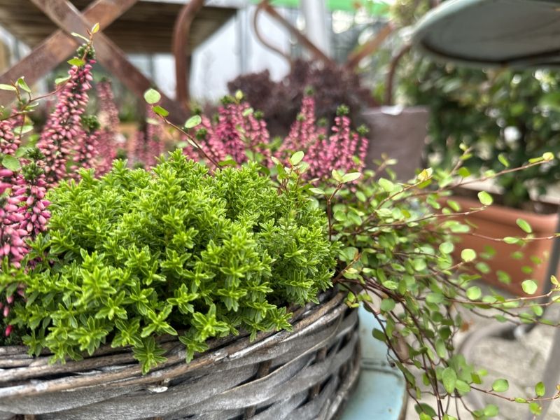 Schmidt - Ihr Profi für Floristik und Blumen - Grüne Gärtnerei - damit es in Ihrem Garten und Haus blüht