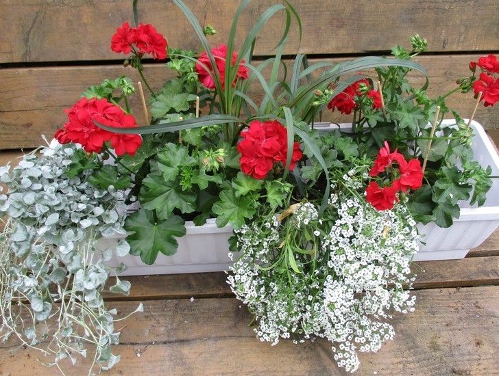 Schmidt - Ihr Profi für Floristik und Blumen - Beet & Balkonpflanzen Prduktion bei Blumen Schmidt