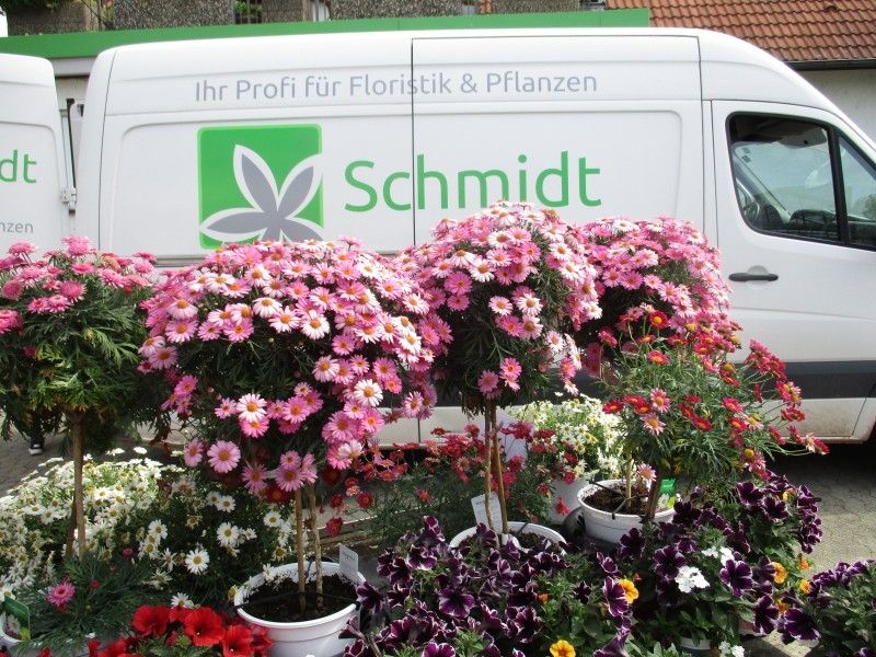 Schmidt - Ihr Profi für Floristik und Blumen - Mietpflanzenservice bei Blumen Schmidt